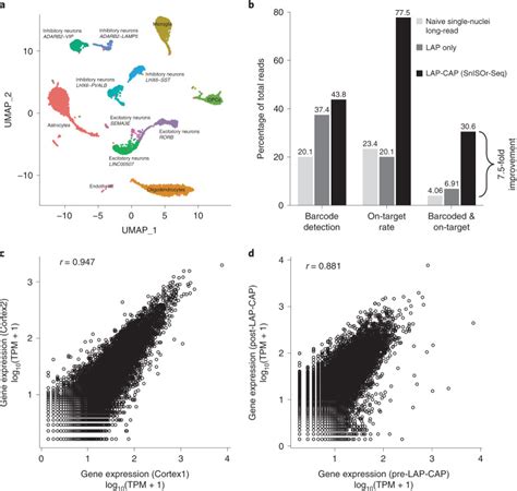 Single Nuclei Isoform RNA Sequencing Unlocks Barcoded Exon Connectivity