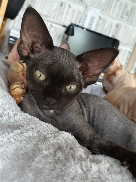 Devon Rex 4 Home – Beautiful Devon Rex Kittens For Sale