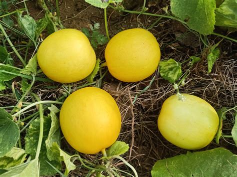 Yellow Sambar Melon | Sahaja Seeds