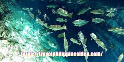 Hinatuan Enchanted River Travel Guide - The best spot in the Philippines