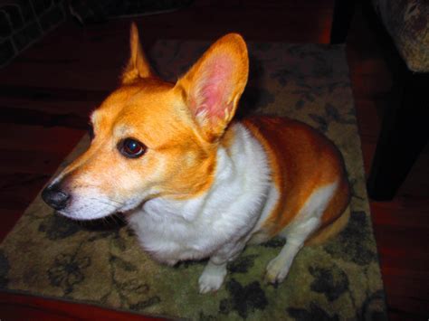 Best Rosebud Images On Pholder Pan Porn Schitts Creek And Gratefuldead