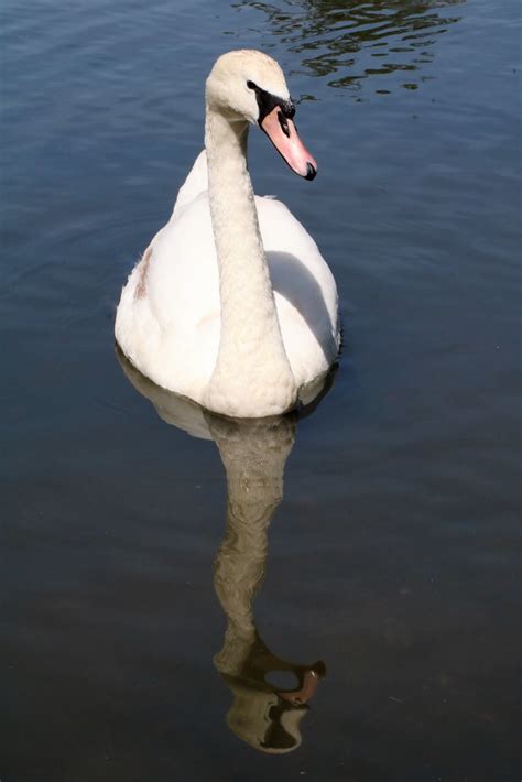 Earlswood Lakes Surrey Viscountess Vicky Saunders Flickr