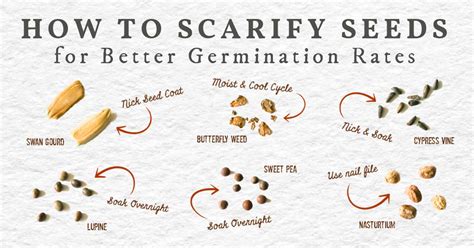 How To Scarify Seeds Before Sowing For Better Germination Rates