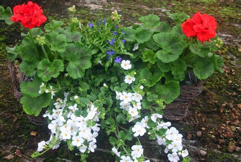 Kompozycje Kwiatowe Na Balkon I Do Ogrodu Garten Blumen Balkon