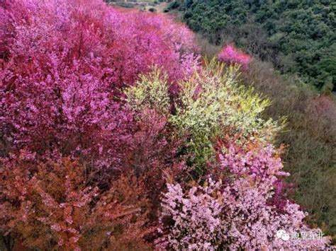 邂逅粉色浪漫，快到丘北落水洞赏樱花~ 澎湃号·政务 澎湃新闻 The Paper