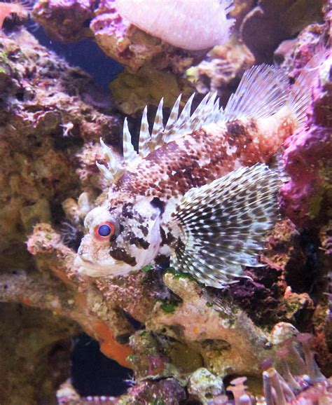 A Venomous Scorpion Fish, or Lionfish, Maui, Hawaii Photograph by Derrick Neill