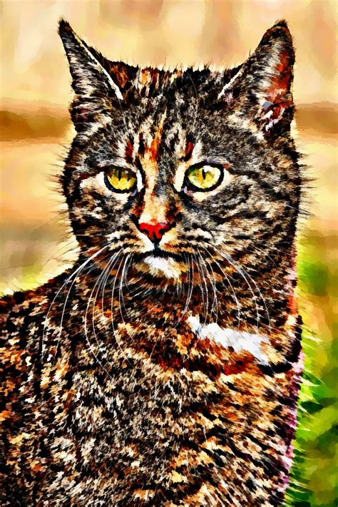 Catsillustrated Rupp Rafters