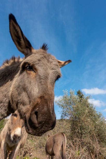 Mating Donkey Stock Photos, Pictures & Royalty-Free Images - iStock