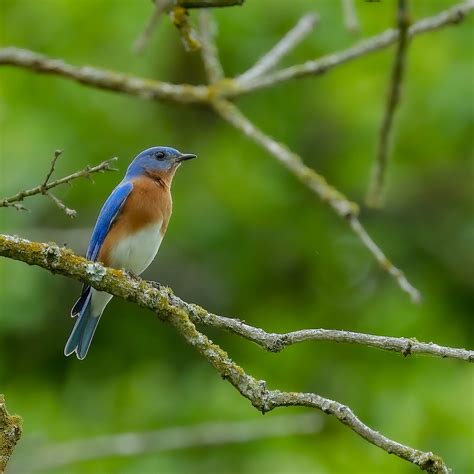 Eastern Bluebird (male) | BirdForum