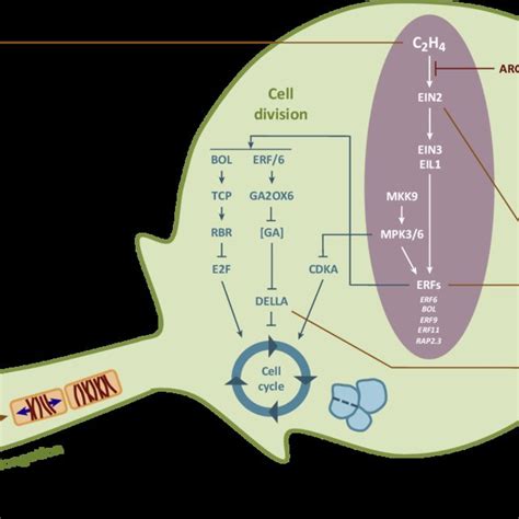 Overview Of Ethylene Biosynthesis And Signaling Pathways In Arabidopsis Download Scientific