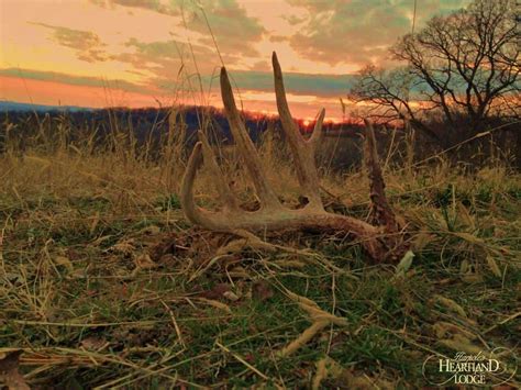 Whitetail Deer Shed Hunting Heartland Lodge