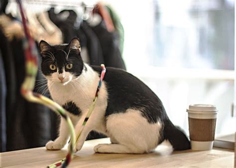 The Day Has Come: NYC's First Cat Cafe Is Officially Open! - Racked NY