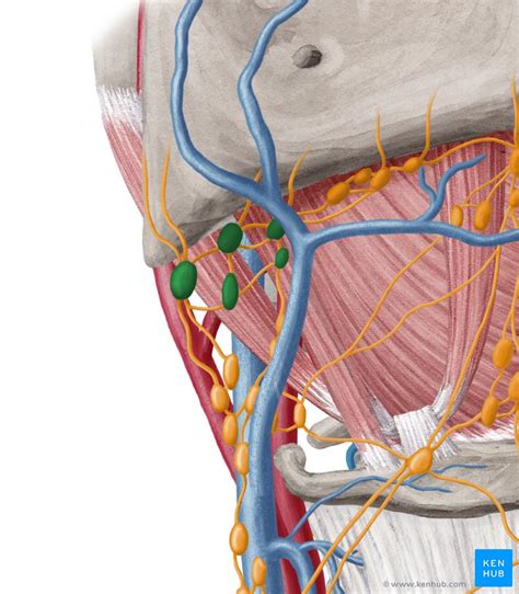 Clinical Pictures Of Inguinal A And Submandibular B Lymph Nodes In ...