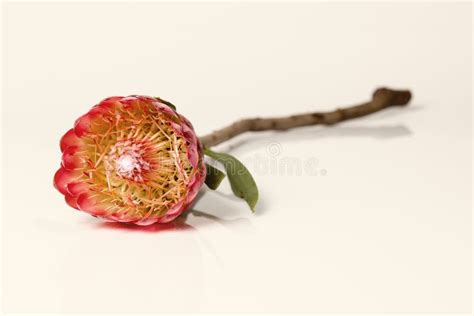 Close Up Of A Protea Flower Isolated On White Background Stock Image