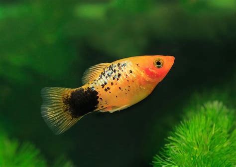 Platy Fish Care Sheet Types Breeding And More Everything Fishkeeping