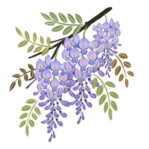 Wisteria Flowers White Transparent Original Hand Painted Purple