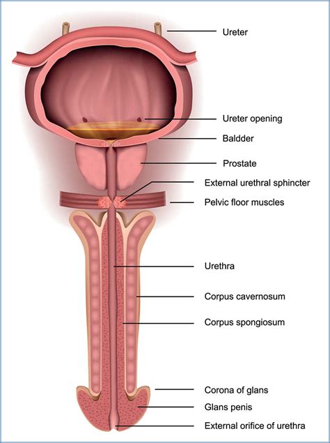 Cystoscopy (Bladder Scope) – Yellowstone Surgery Center