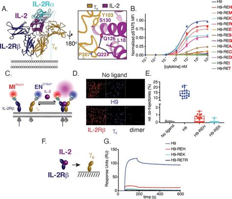 Calibration Of Cell Intrinsic Interleukin 2 Response Thresholds Guides