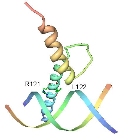 Crystal Structure Of The MyoD Basic Helix Loop Helix BHLH DomainDNA