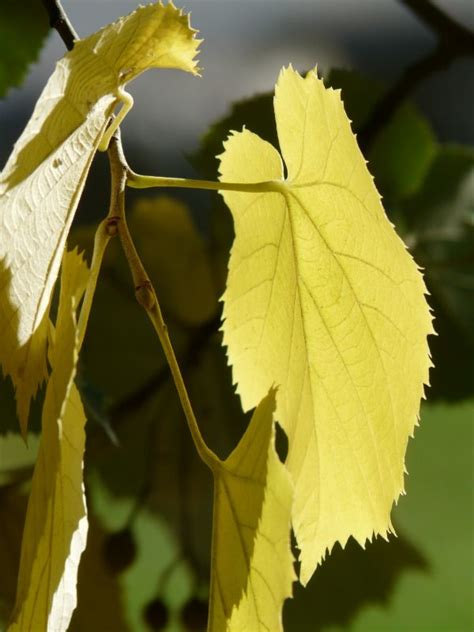 Kostenlose Foto Baum Natur Ast Licht Sonnenlicht Blatt Blume