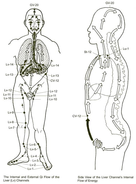 Liver Meridian