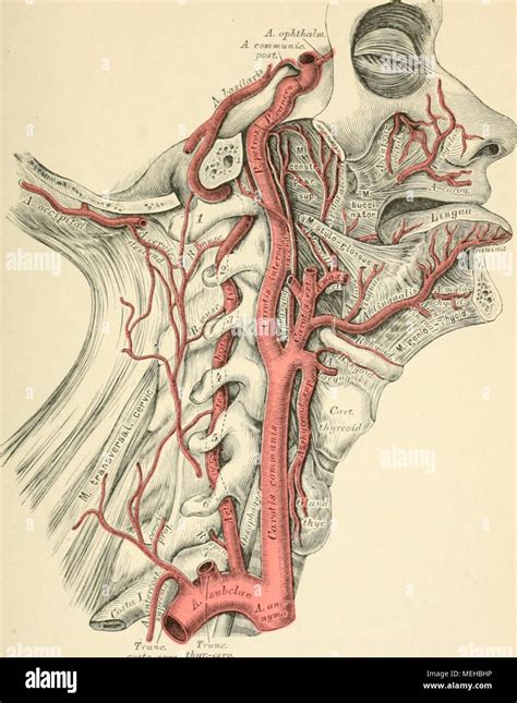 Arteria Vertebralis Hi Res Stock Photography And Images Alamy