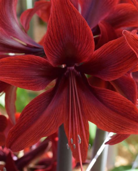 Red Amazone Onings Holland Flowerbulbs