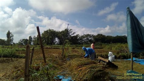 Proses Manual Menuai Padi Sawah YouTube