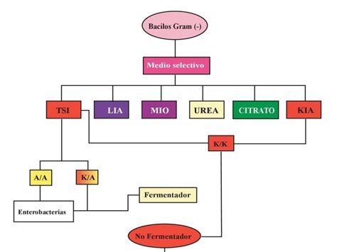 SOLUTION Bacilos Gram Negativo Fermentadores Y No Fermentadores