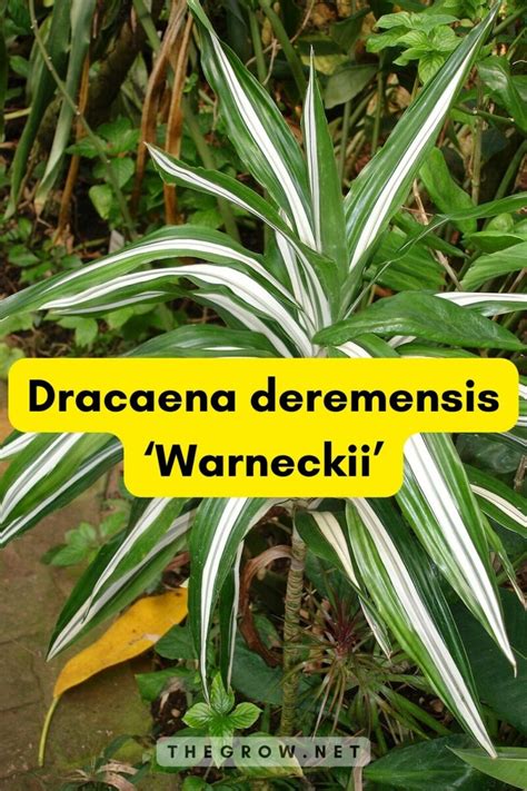 34 Common And Rare Dracaena Varieties (With Pictures) | TheGrow