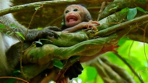 New Baby Monkey Crying Nearly Falling Down On The Tree Youtube