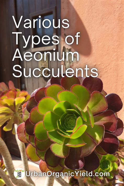 Types Of Aeonium Succulents Succulents Planting Succulents Best