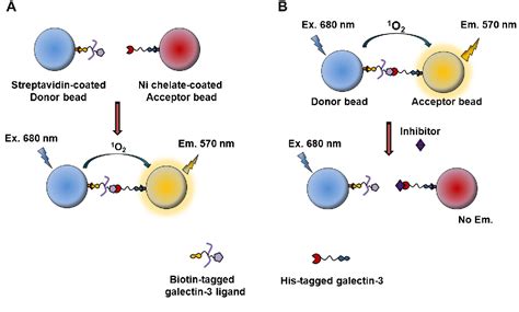 Figure 2 From Development Of An AlphaScreen Assay For Discovery Of