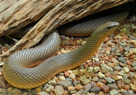 Mole Snake Snakes Of Southern Africa Inaturalist