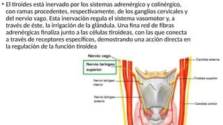 Fisiología de la Tiroides y paratiroides y hormonas T3 y T4 PPT