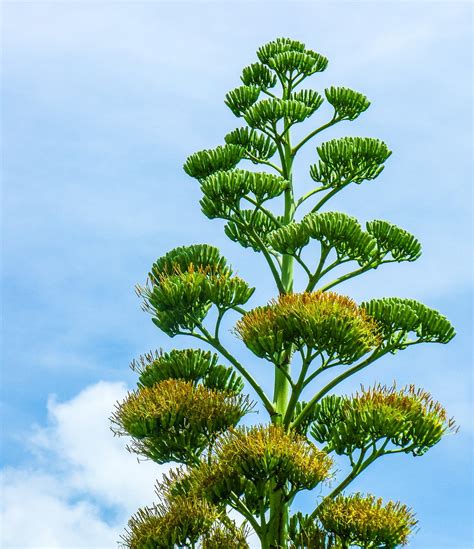 Agave flower,agave,plant,free pictures, free photos - free image from needpix.com