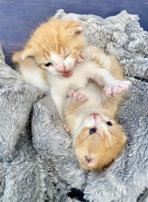 Two Kittens Are Playing With Each Other On A Blanket