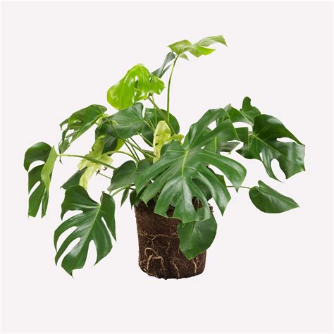 Philodendron Monstera Deliciosa Duurzame Kamerplant Sprinklr