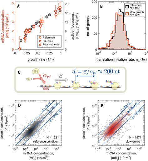 Principles Of Gene Regulation Quantitatively Connect Dna To Rna And