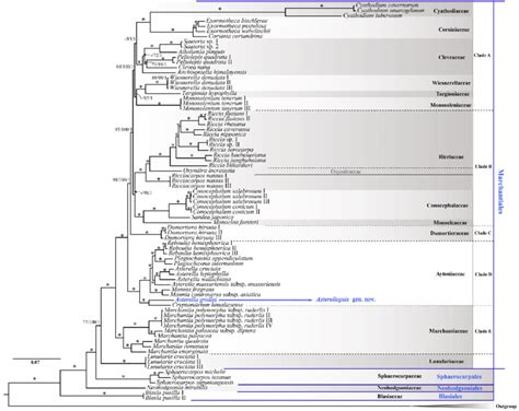 Bayesian Inference Tree Of Marchantiopsida Inferred From The