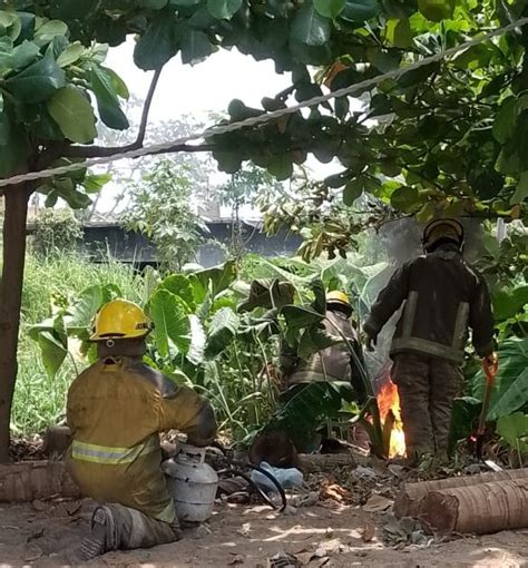 Combaten Nido De Abejas Africanas En Tianguis De La Francisco Villa En