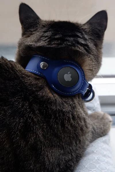 Best Airtag Cat Collars For Tracking Exploring Kitties