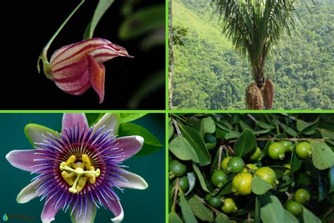 Flora Y Fauna Del Ecuador Caracterг Sticas Y Ejemplos NBKomputer