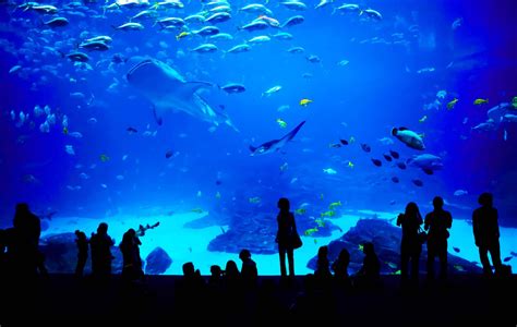 Hotels near Georgia Aquarium in Atlanta, GA - Choice Hotels