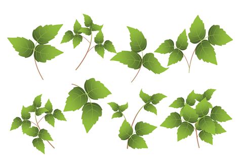 Poison Ivy Vines Svg