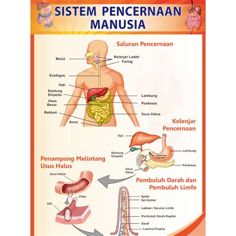 Jual Poster Sistem Pencernaan Manusia Kota Depok Alpermedia Tokopedia