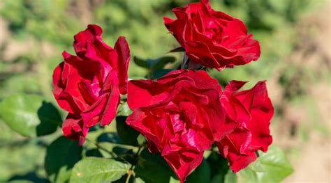 Different Varieties Of Winter Hardy Roses For Cold Climates