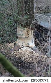 Horny Beaver Photos And Images Shutterstock