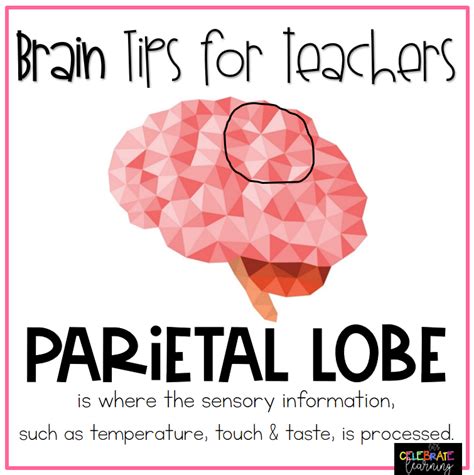 Parietal Lobe in learning! | Brain based teaching, Brain based ...