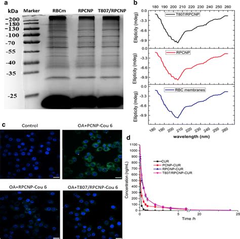 The Stealth Properties Of Rbcm Coated Nps In Vitro And In Vivo A